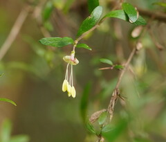 Coprosma quadrifida