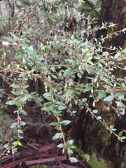 Coprosma quadrifida