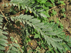 Erysiphe trifoliorum