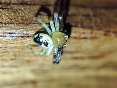 Synema globosum
