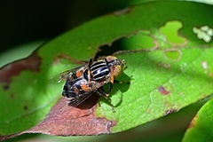 Eristalina