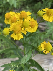 Helenium