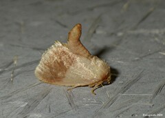 Tortricidia testacea