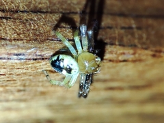 Synema globosum