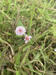 Persicaria capitata