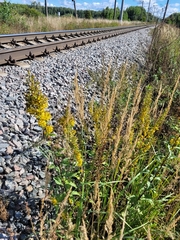 Solidago × niederederi