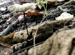 Marasmius rotula