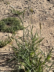 Chloris virgata