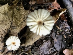 Marasmius rotula