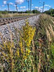 Solidago × niederederi