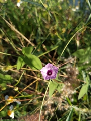 Ipomoea triloba