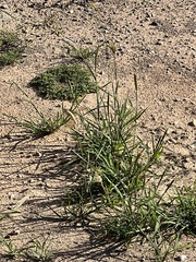 Chloris virgata
