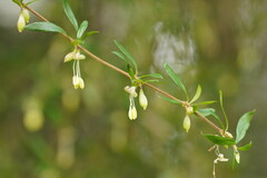 Coprosma quadrifida