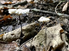 Marasmius rotula