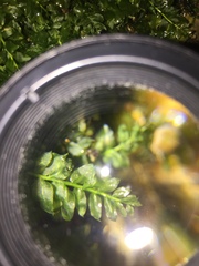 Plagiomnium ellipticum