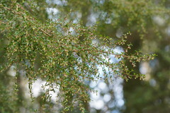 Coprosma quadrifida