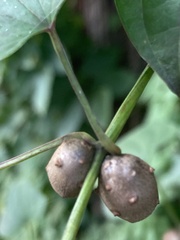 Dioscorea polystachya