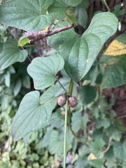 Dioscorea polystachya
