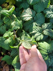 Rubus × idaeoides