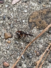 Odontomachus haematodus