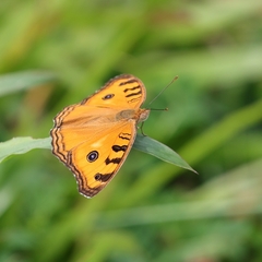 Junonia almana