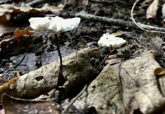 Marasmius rotula