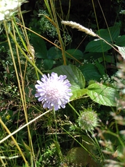 Knautia arvensis