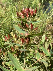 Hypericum virginicum