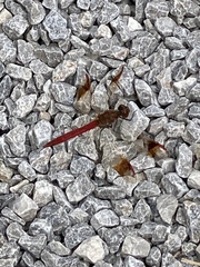 Sympetrum pedemontanum