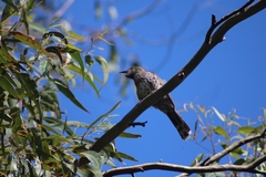 Anthochaera chrysoptera