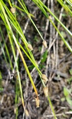 Eleocharis obtusa