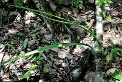 Encyclia adenocarpa