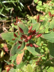 Hypericum virginicum