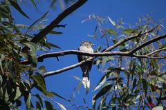 Anthochaera chrysoptera