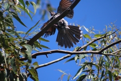Anthochaera chrysoptera