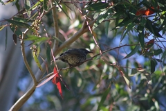 Anthochaera chrysoptera