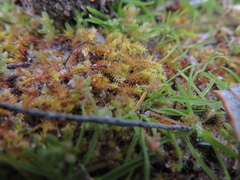 Triquetrella papillata