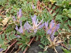 Astragalus laxmannii
