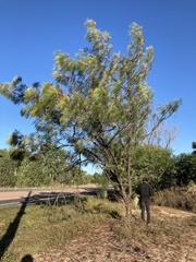 Grevillea pteridifolia