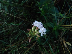 Saponaria
