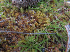 Triquetrella papillata