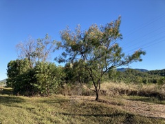 Grevillea pteridifolia