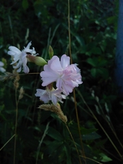 Saponaria