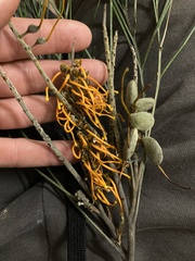 Grevillea pteridifolia