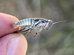 Melanoplinae