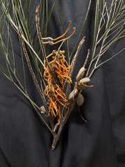 Grevillea pteridifolia