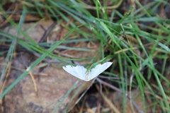 Campaea margaritaria