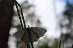 Campaea margaritaria