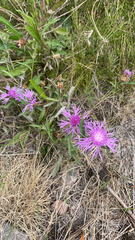 Centaurea jacea