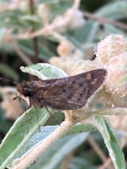 Atalopedes campestris